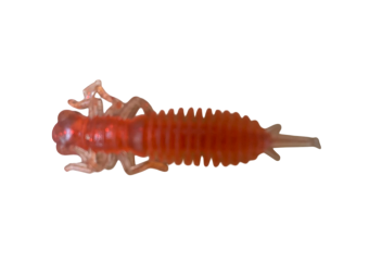 ���-������� LARVA 64�� (�������. ���������) (��. 8��)