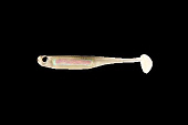   ALLVEGA "LL Flashy Shad" 11,5 5,4 SB-LFS 115-037